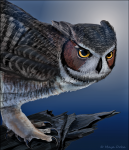Night-Flier.png